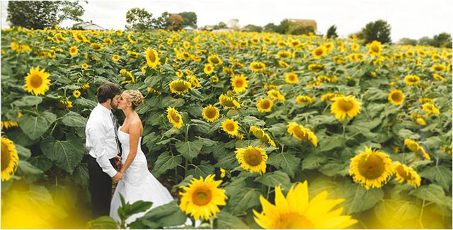 Sunflower Weddings Desktop Image
